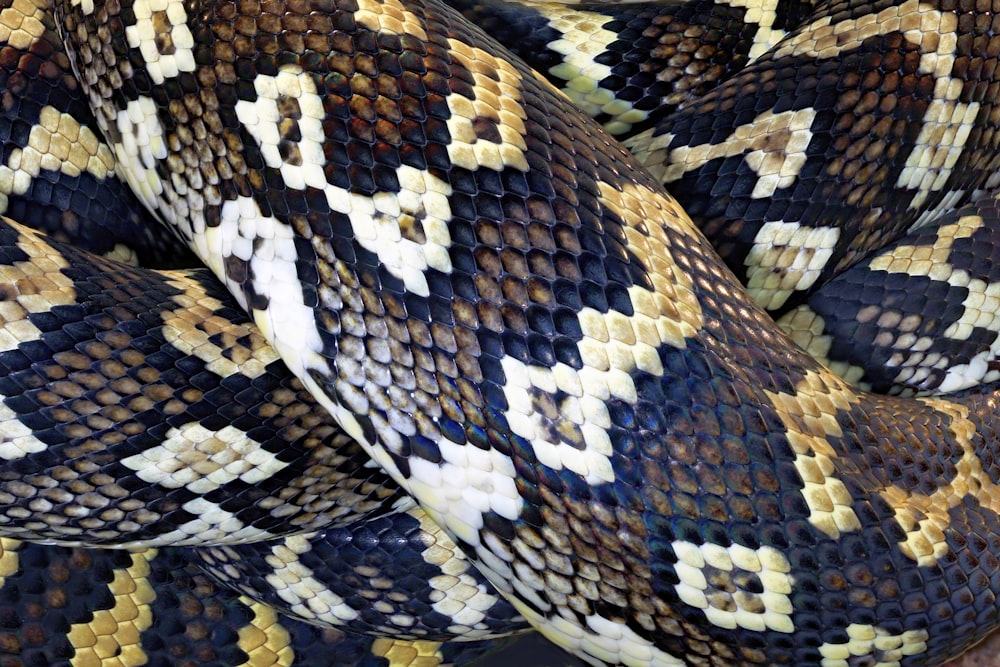 a close up of a snake's head