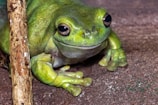 A vibrant green frog with smooth skin and large, expressive eyes is perched on a textured surface. Its front legs are splayed out, and a thin branch is positioned to the side.