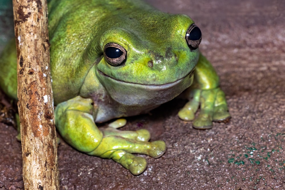 a close up of a frog on the ground