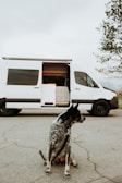 a dog sitting in front of a white van