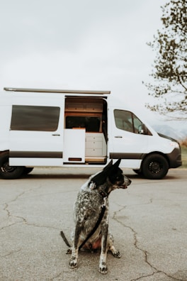 a dog sitting in front of a white van