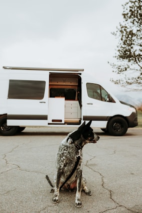 A state-of-the-art mobile imaging van parked outside a veterinary clinic, with a cheerful technician preparing equipment.