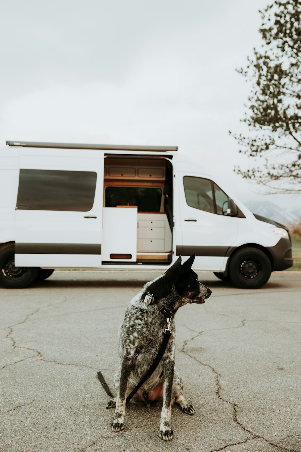 a dog sitting in front of a white van