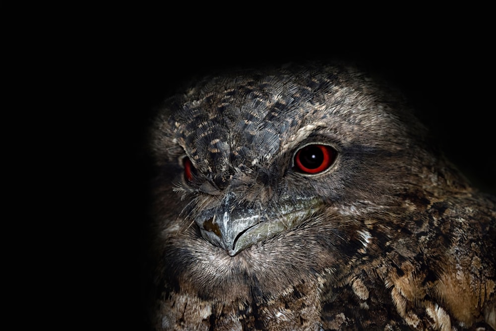 a close up of an owl with red eyes
