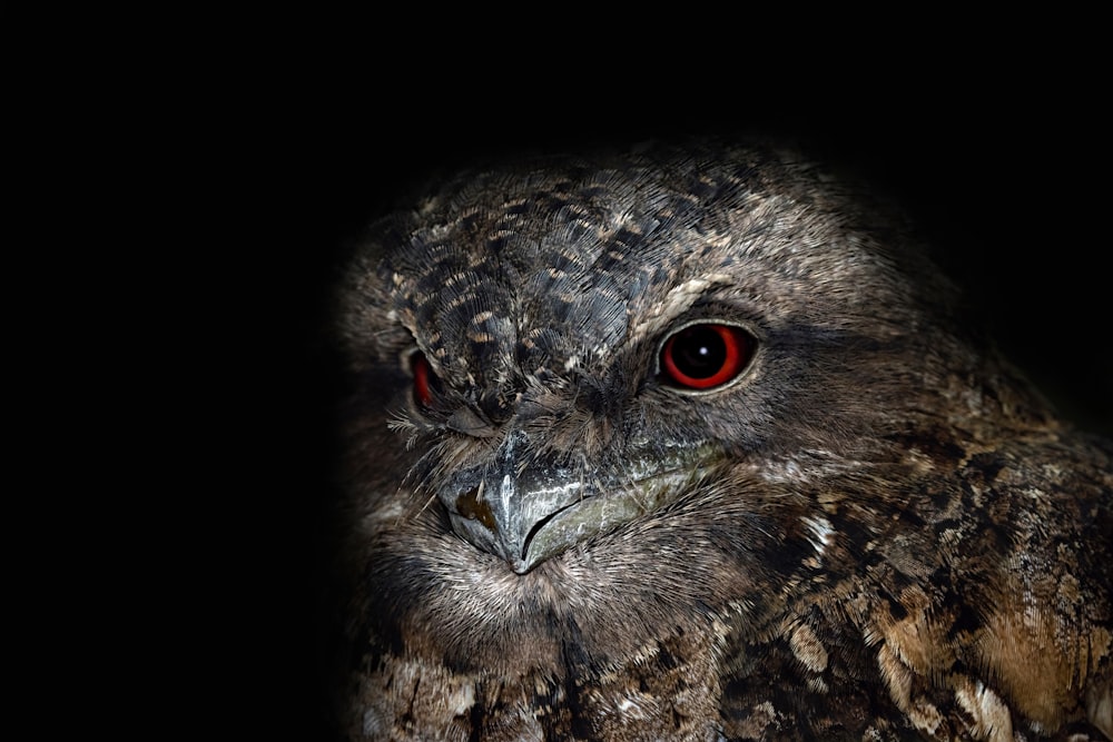 Un primer plano de un búho con ojos rojos