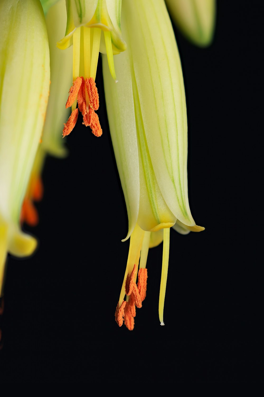 a close up of a flower on a black background