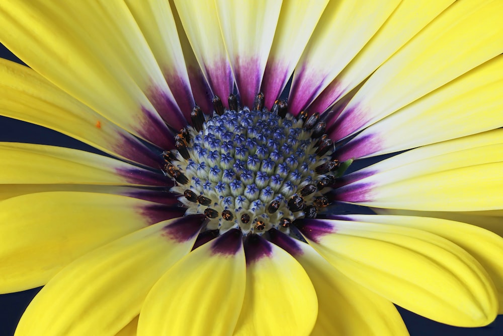 a close up of a yellow flower with a blue center