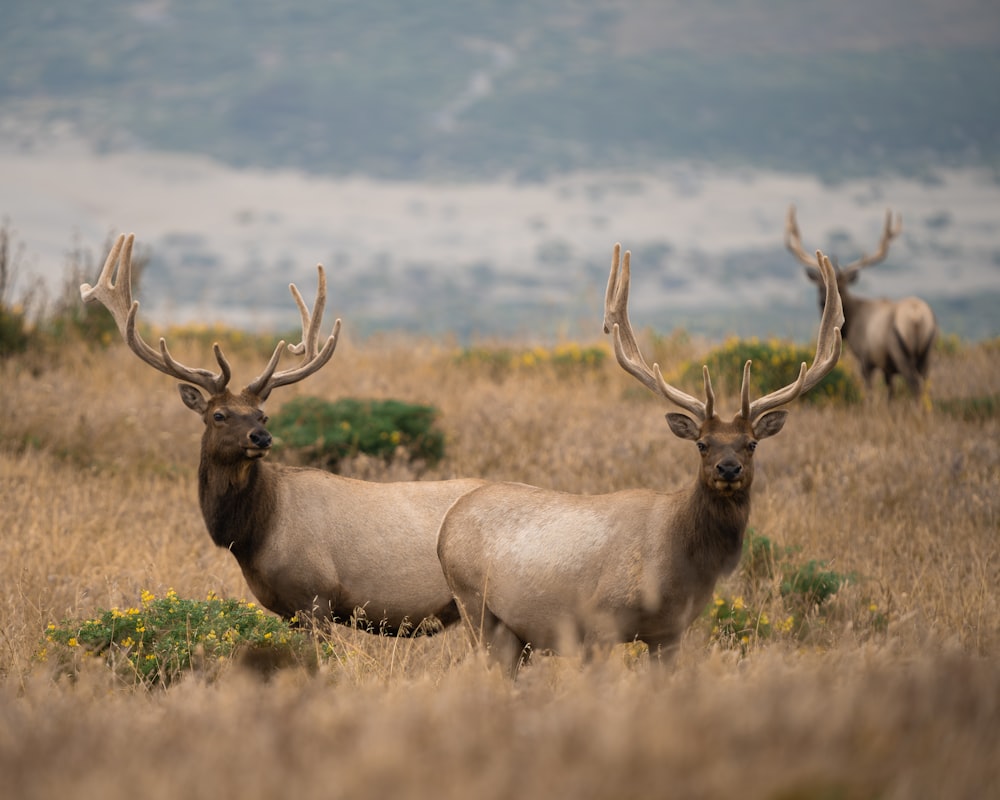 a couple of elk standing on top of a grass covered field