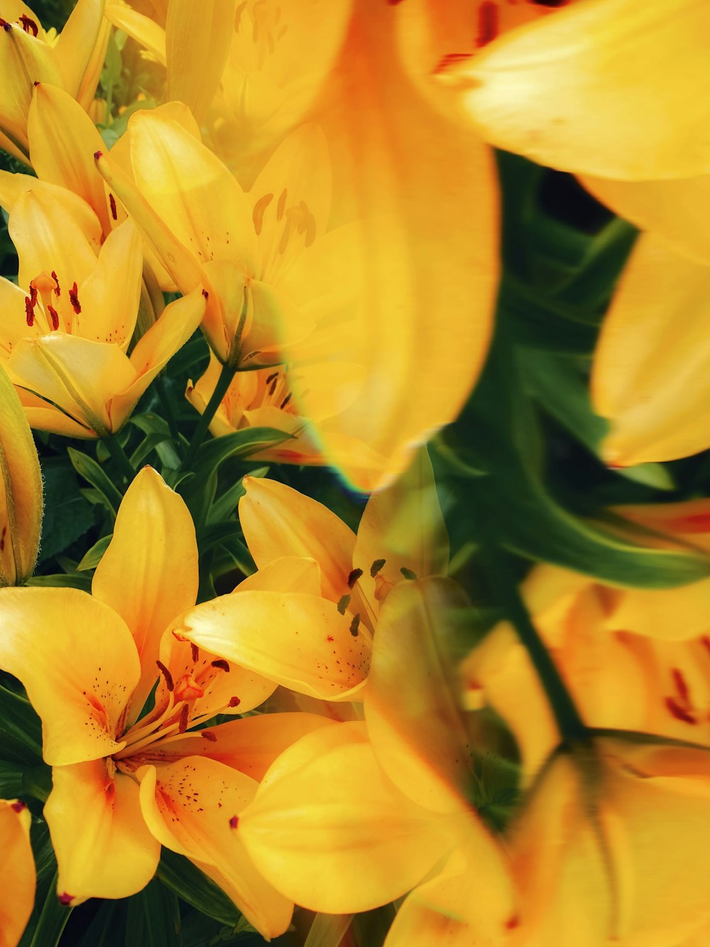 a bunch of yellow flowers that are blooming