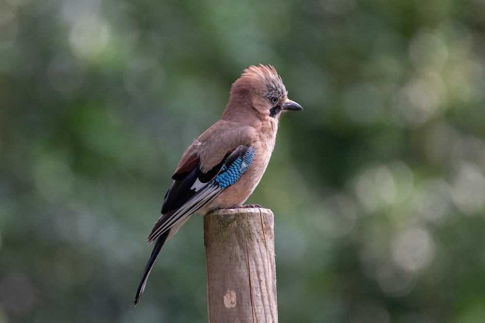 a small bird perched on top of a wooden post