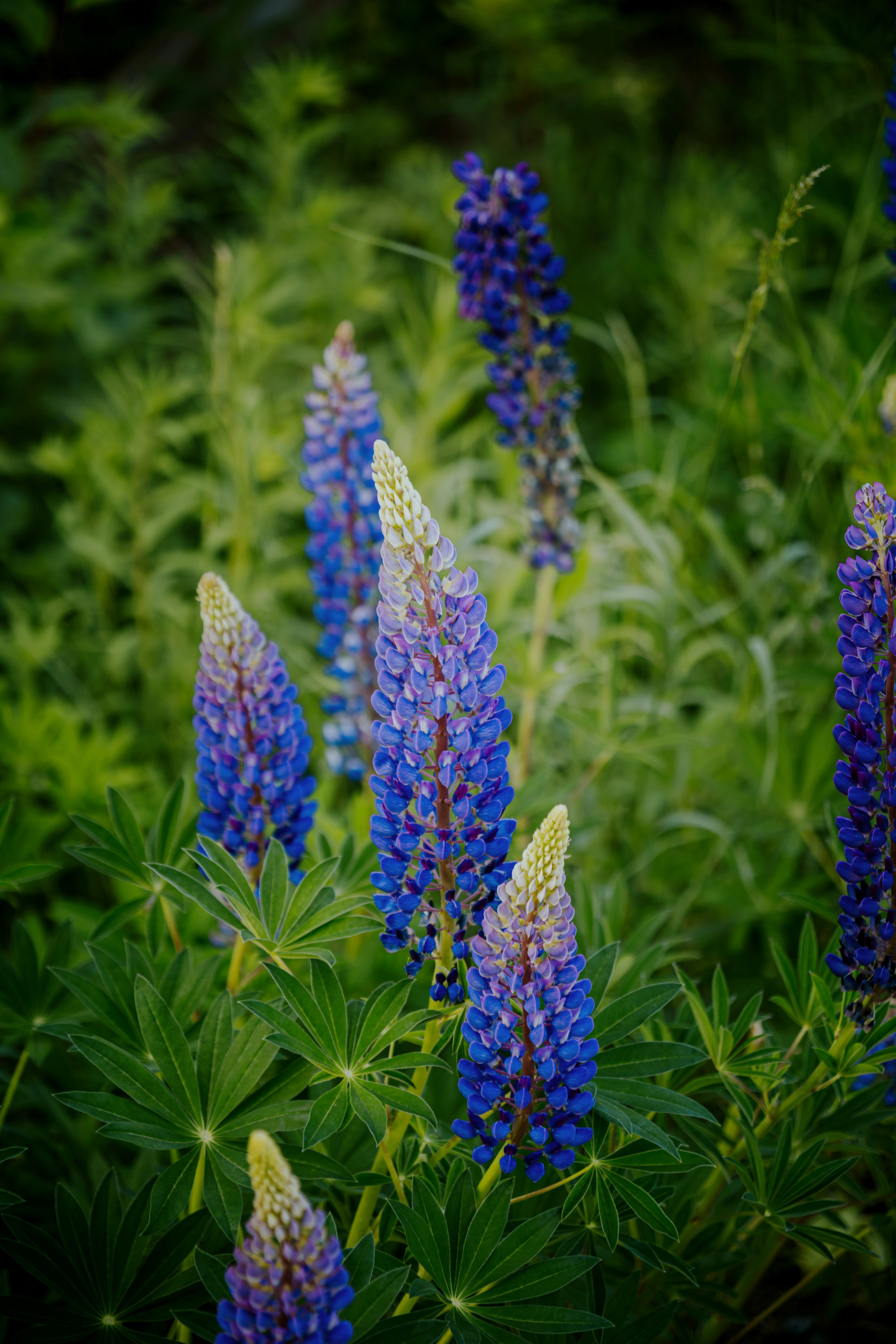 Photo by fredrikposse