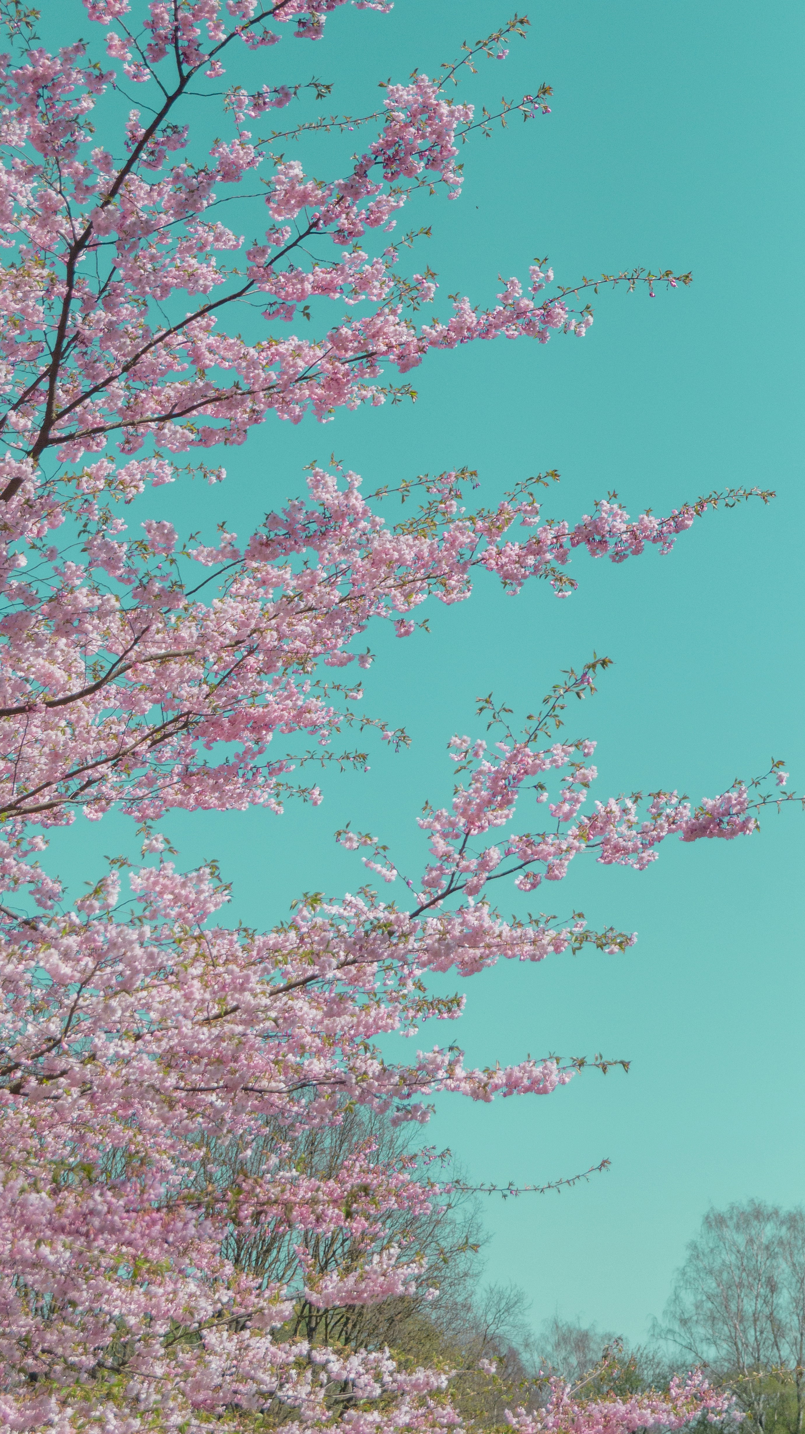 Photo by alenakalashmatina