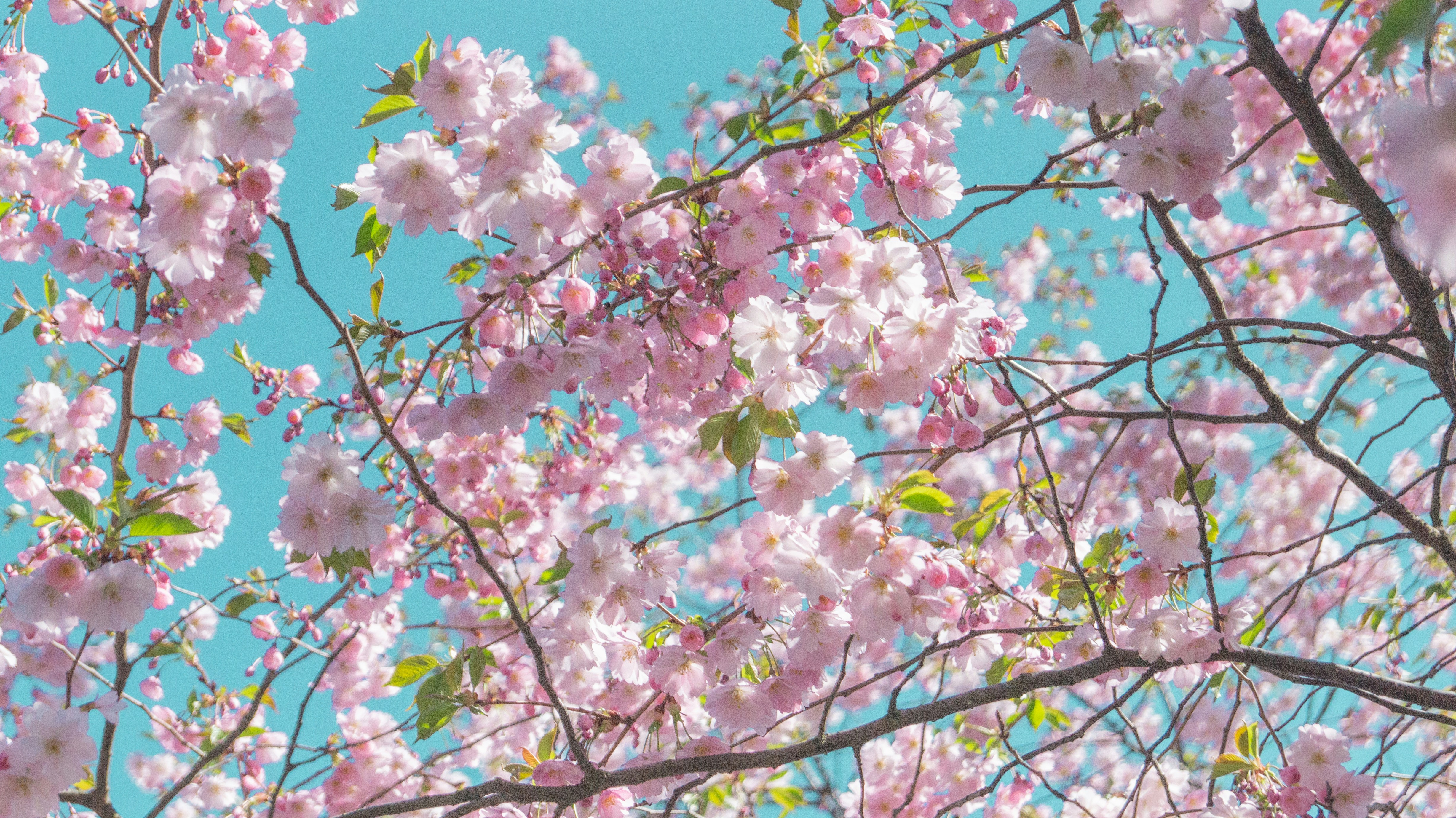 Photo by alenakalashmatina