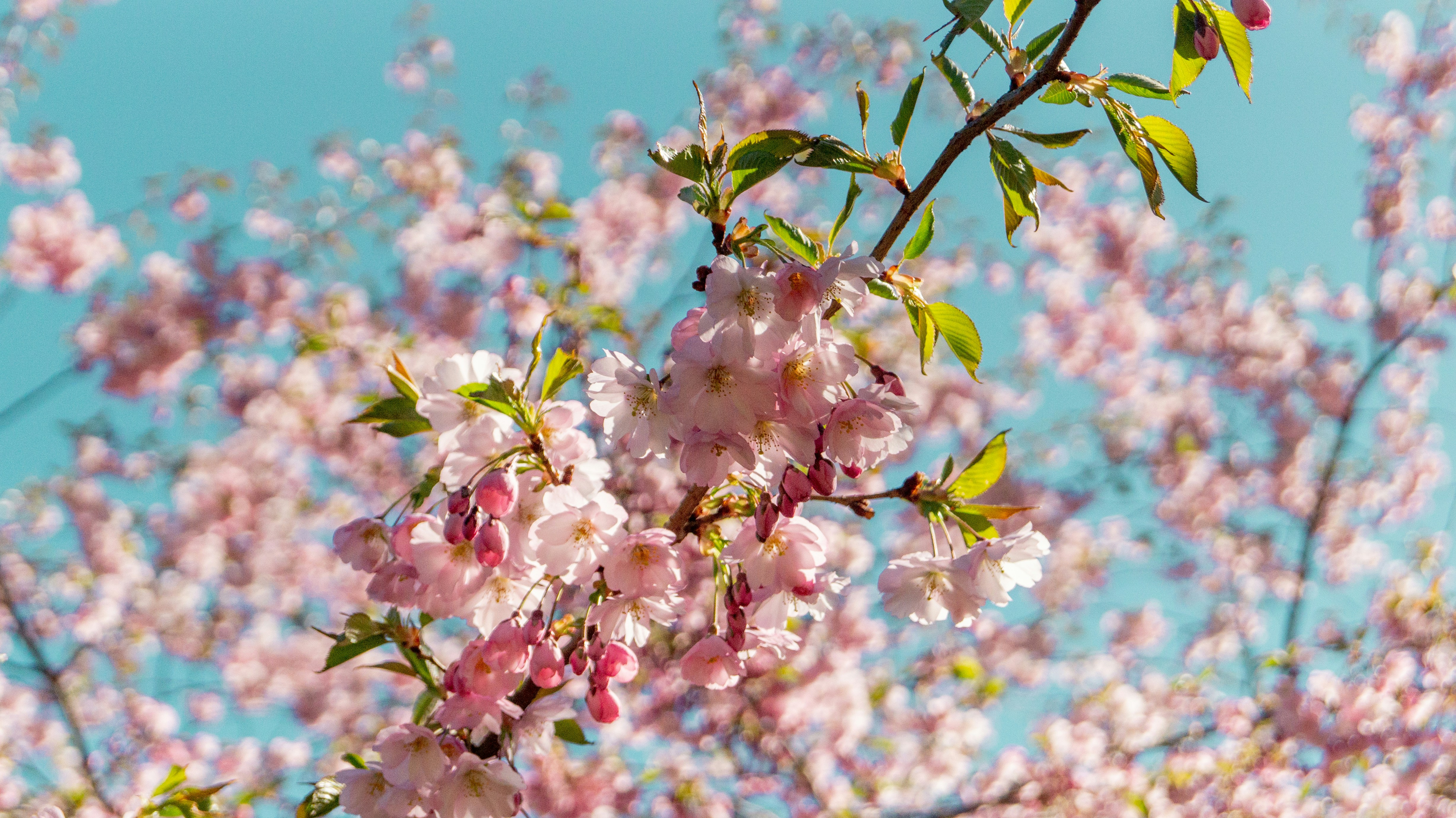Photo by alenakalashmatina
