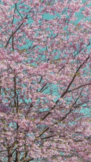 An outdoor shot of cherry blossom trees in full bloom, symbolizing inspiration and growth for the collective
