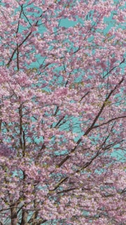 An outdoor shot of cherry blossom trees in full bloom, symbolizing inspiration and growth for the collective