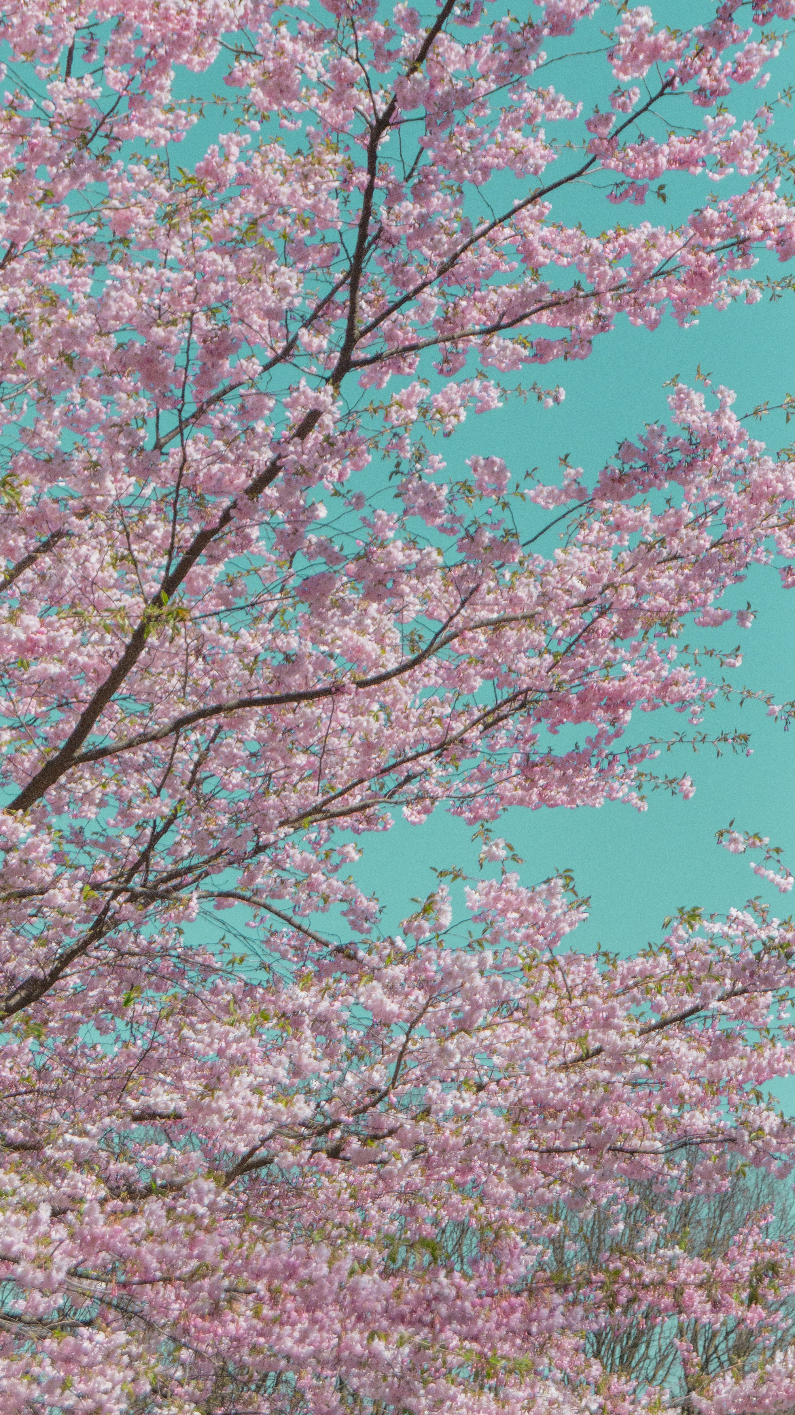 Photo by alenakalashmatina