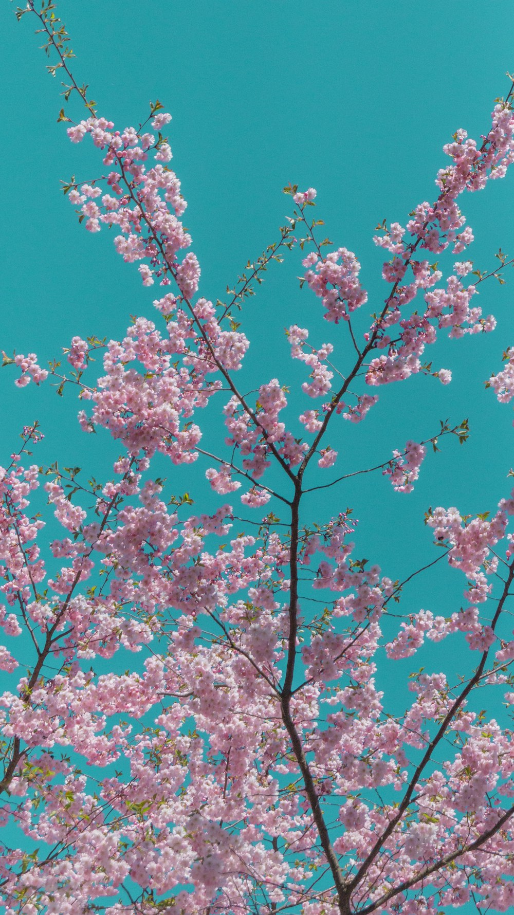 a pink flowered tree with a blue sky in the background