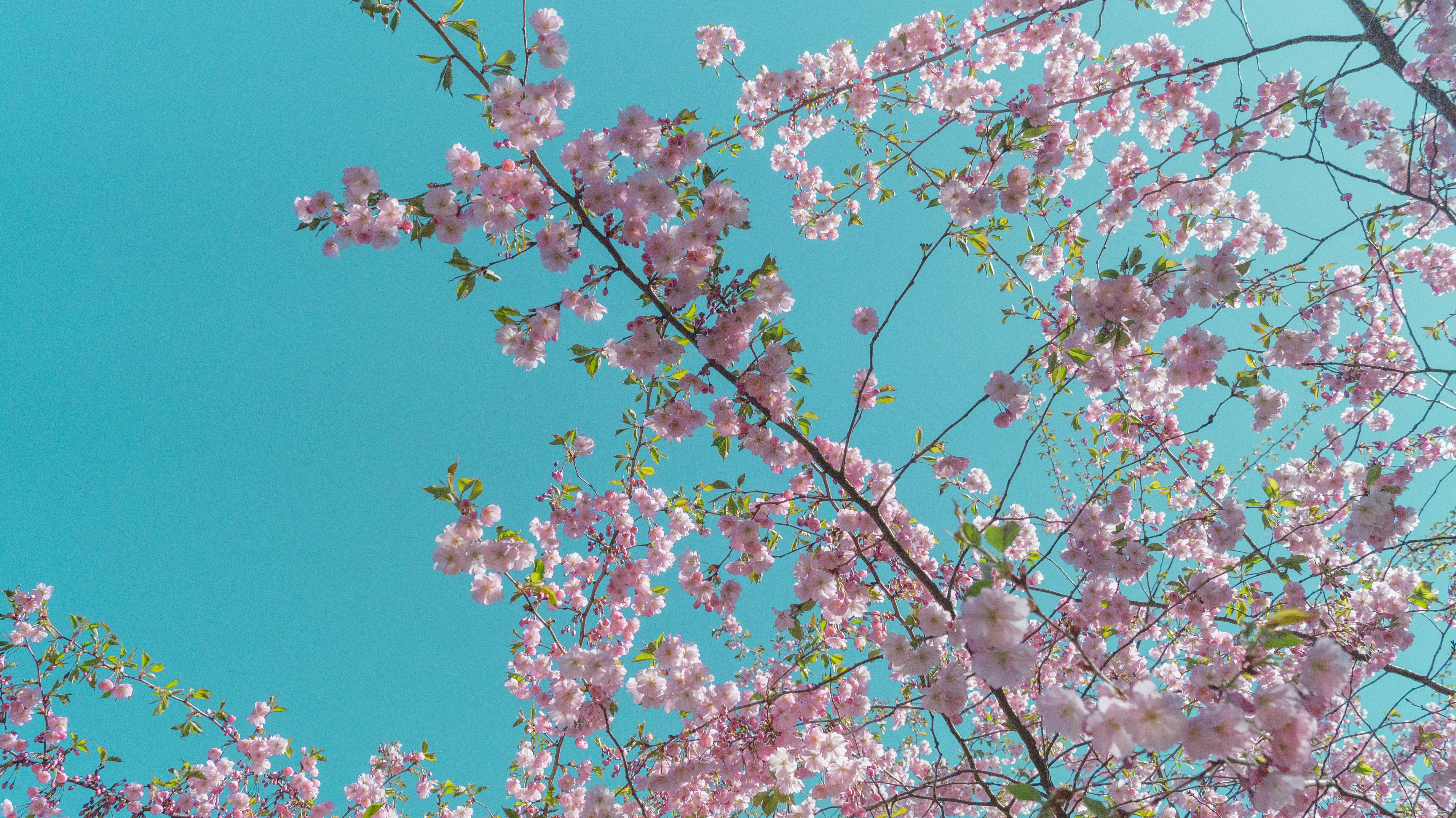 Photo by alenakalashmatina