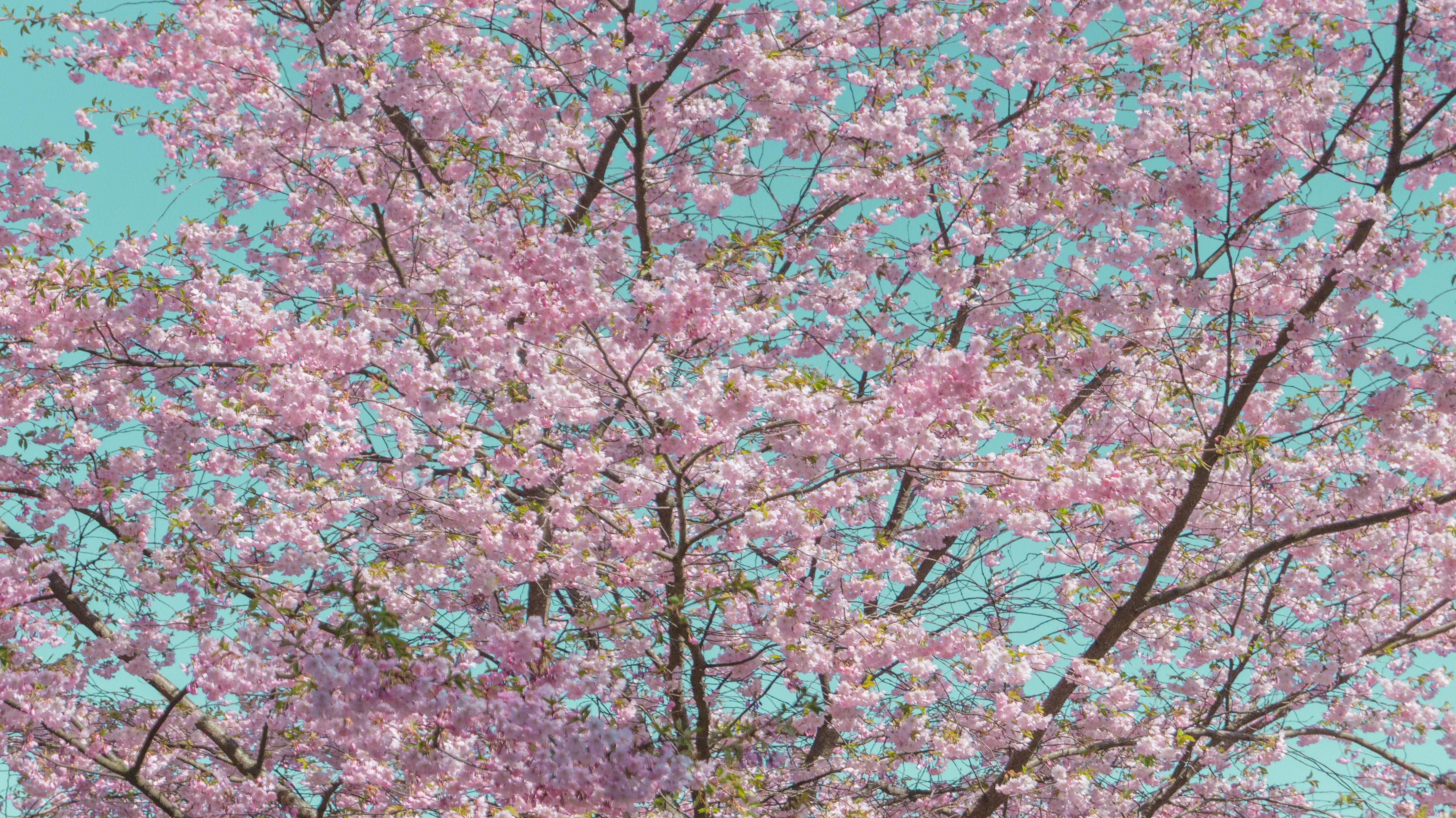 Photo by alenakalashmatina