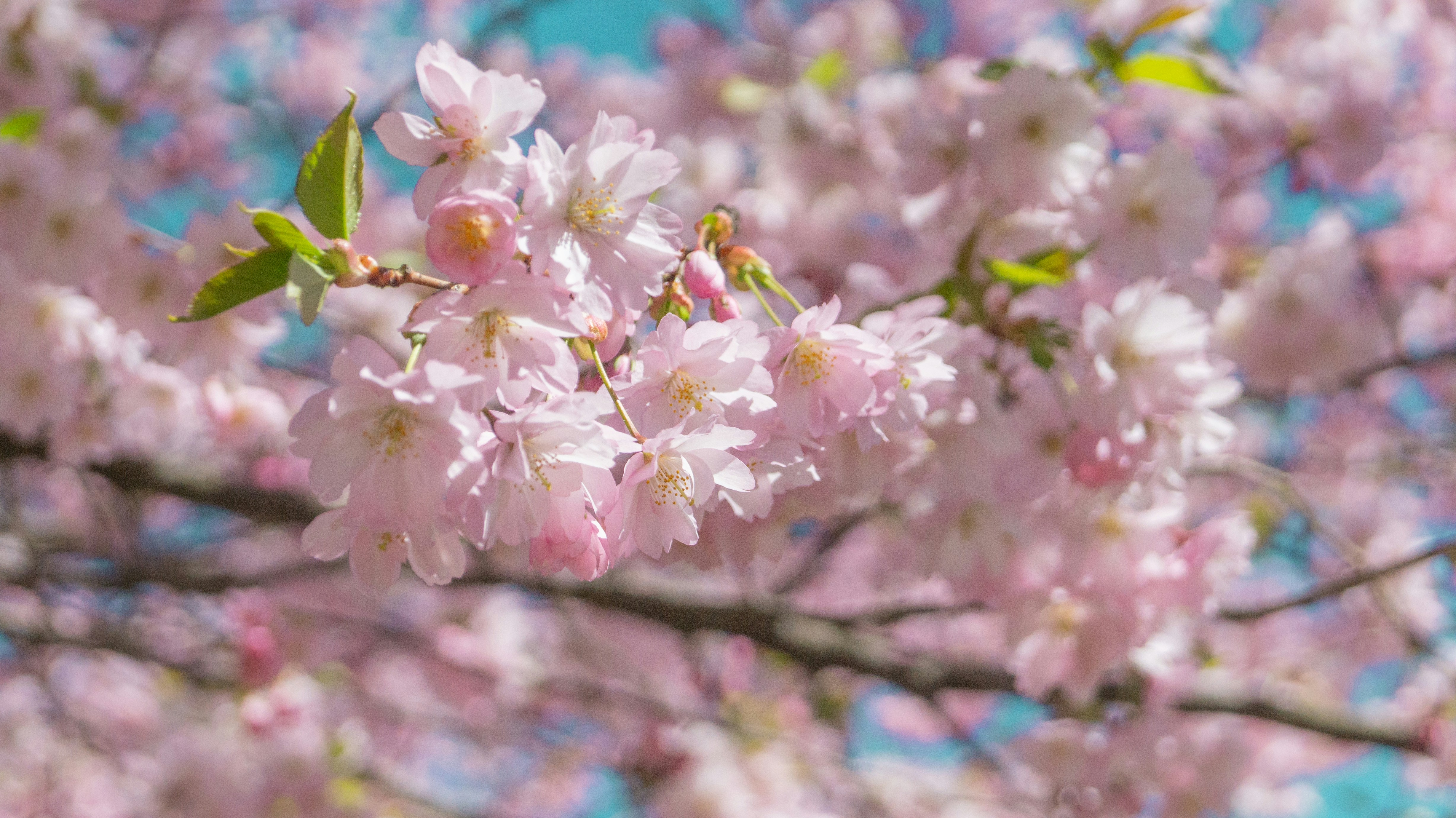 Photo by alenakalashmatina