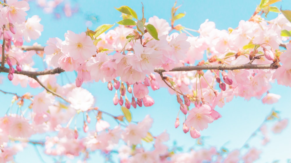 a branch with pink flowers on it against a blue sky