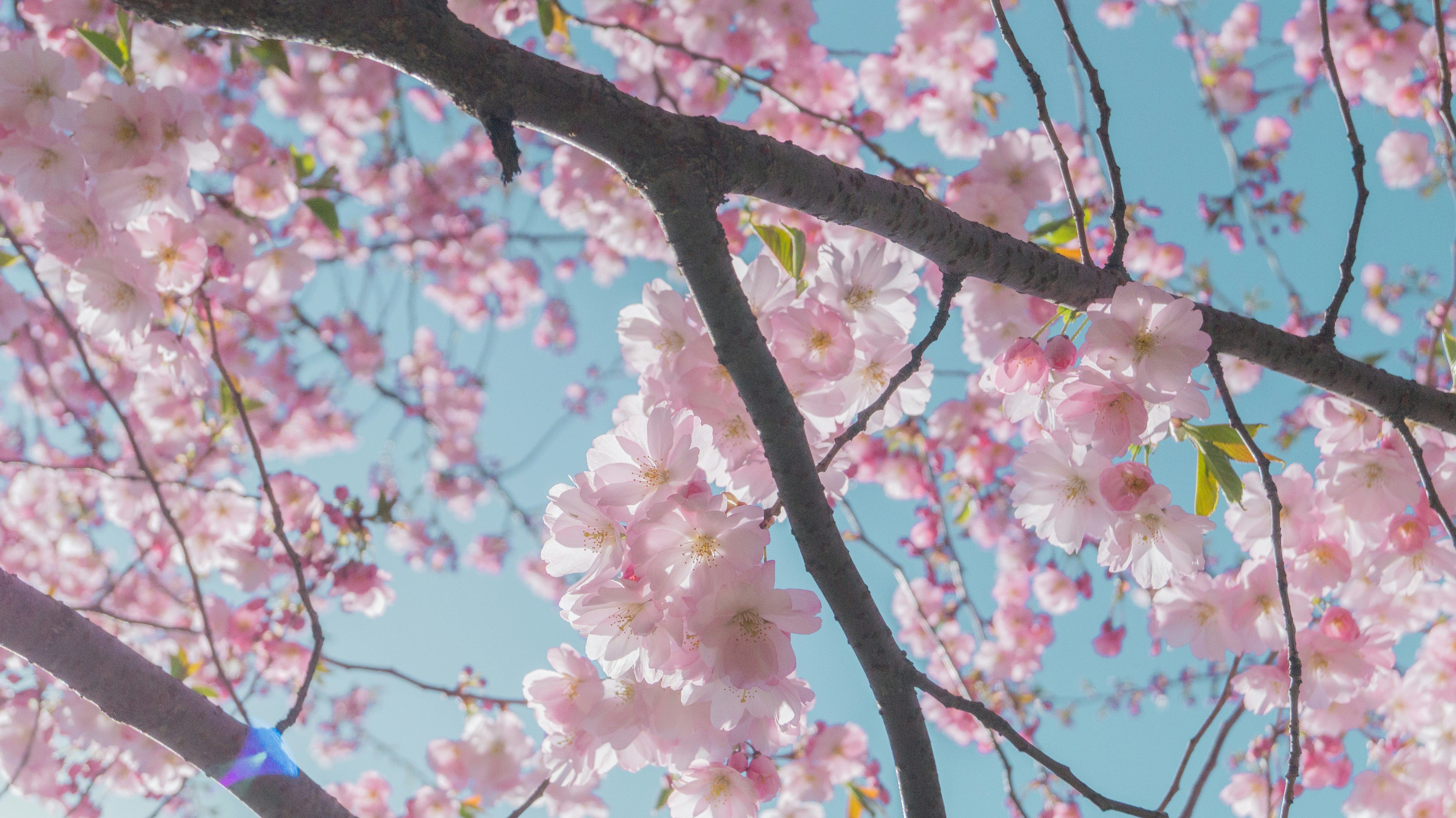 Photo by alenakalashmatina