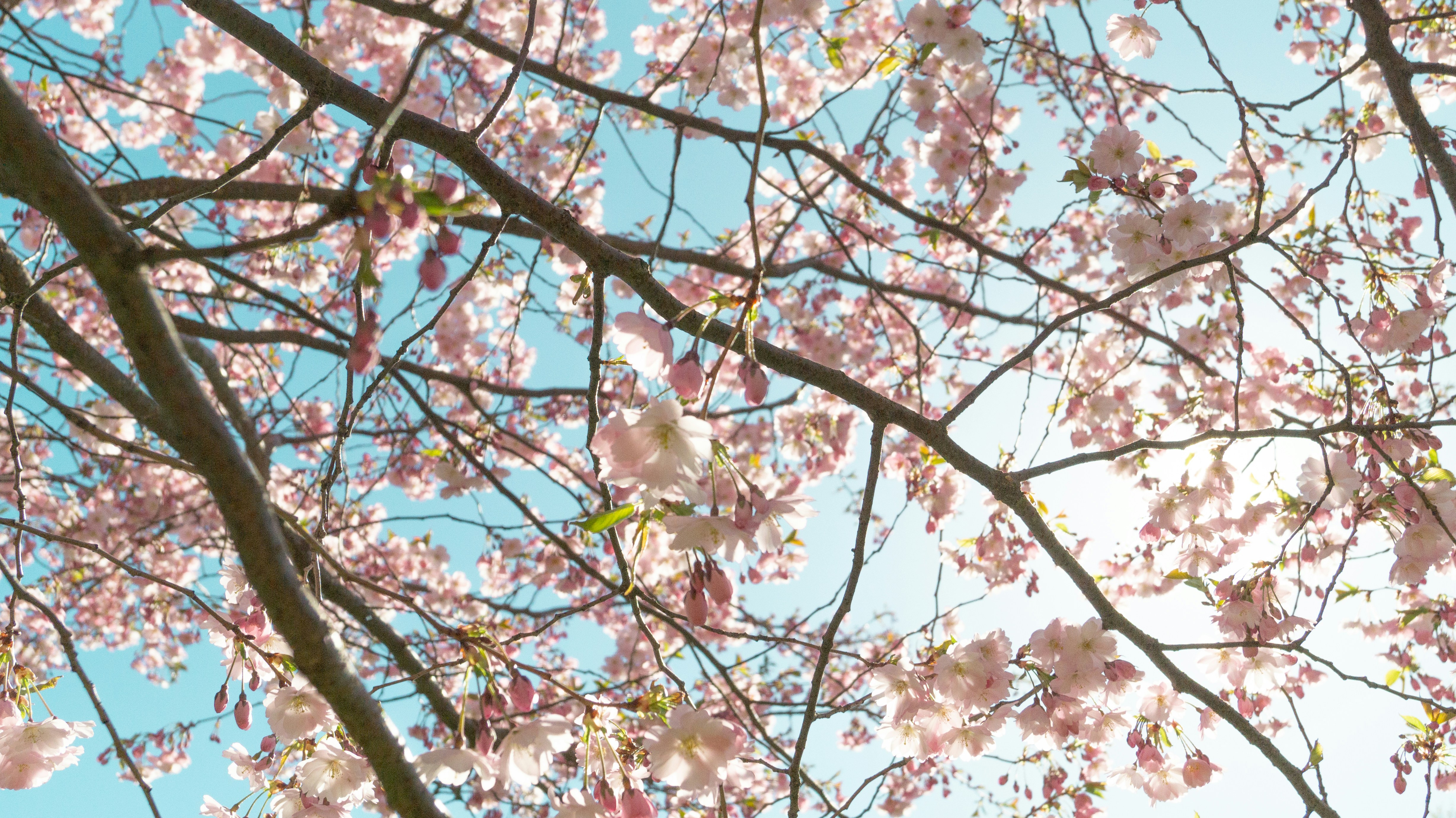 Photo by alenakalashmatina