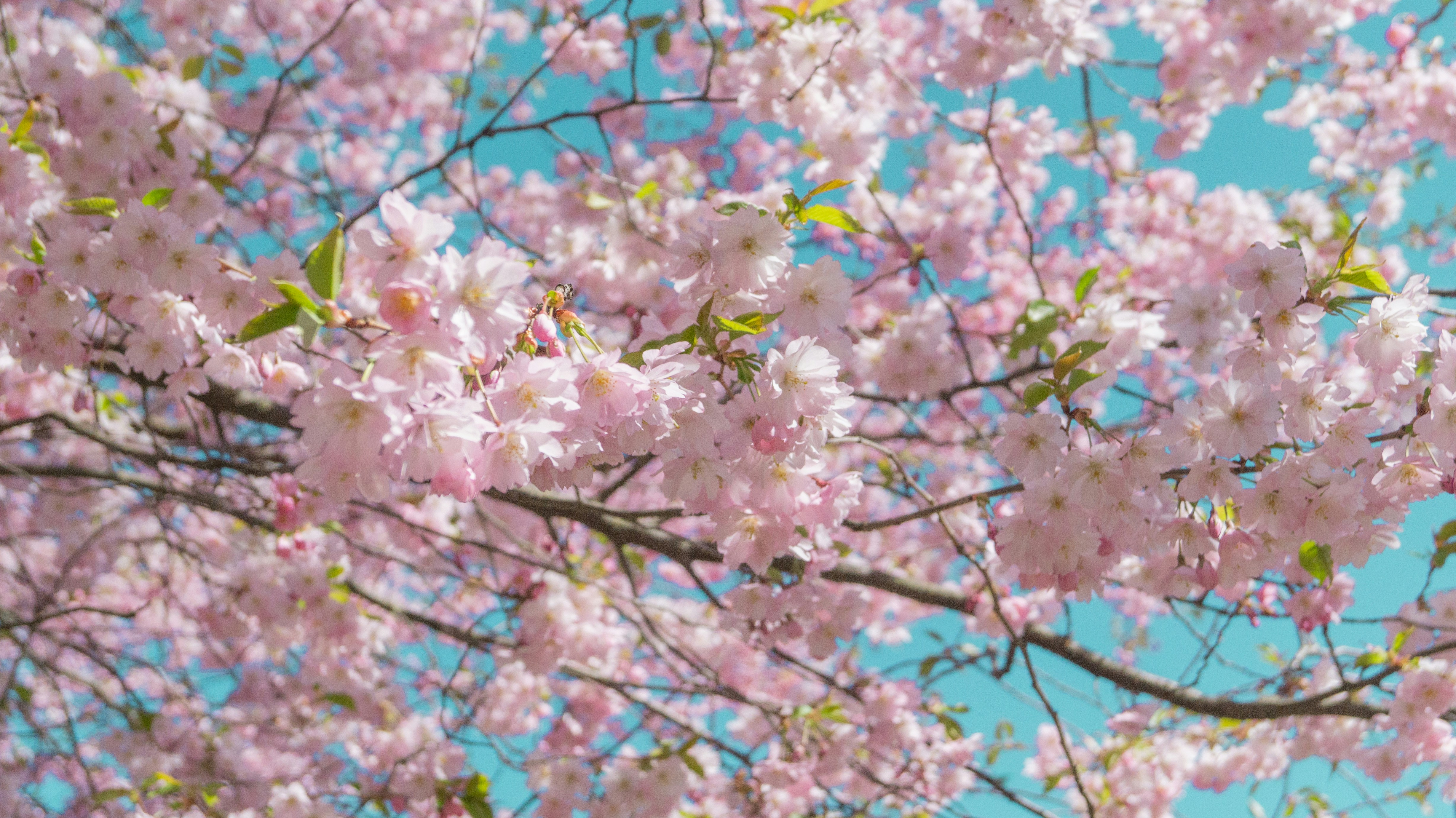 Photo by alenakalashmatina