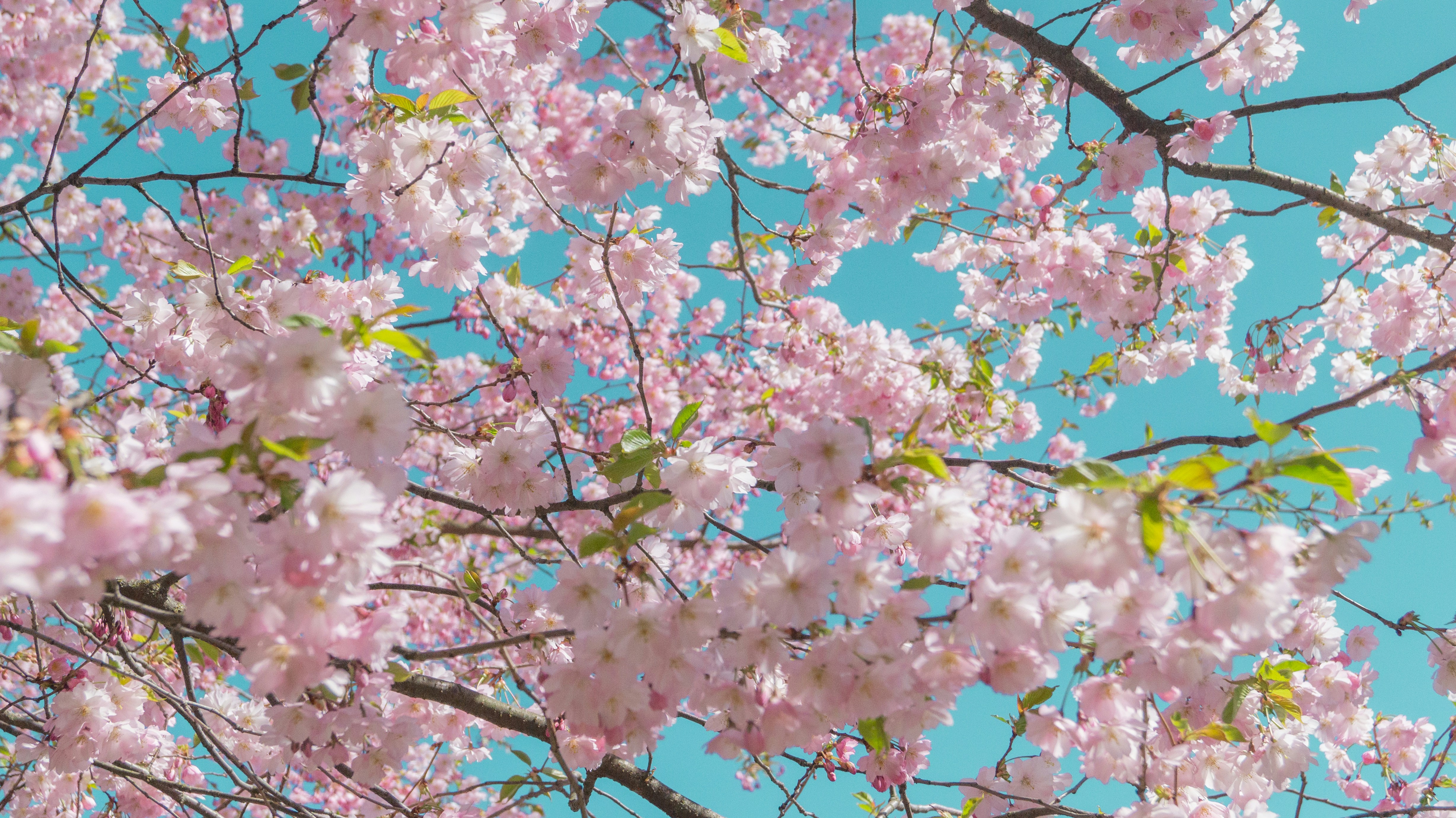 Photo by alenakalashmatina