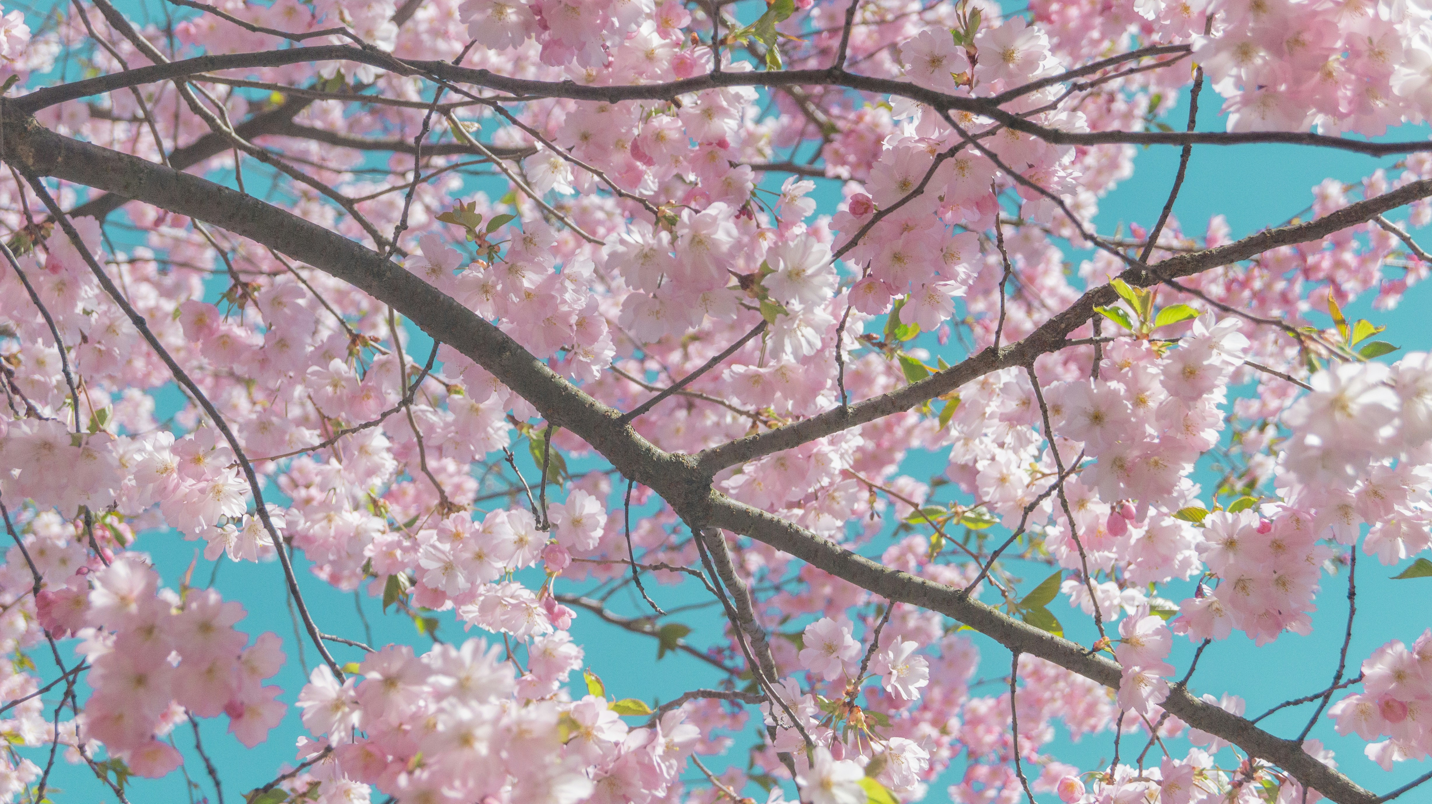 Photo by alenakalashmatina