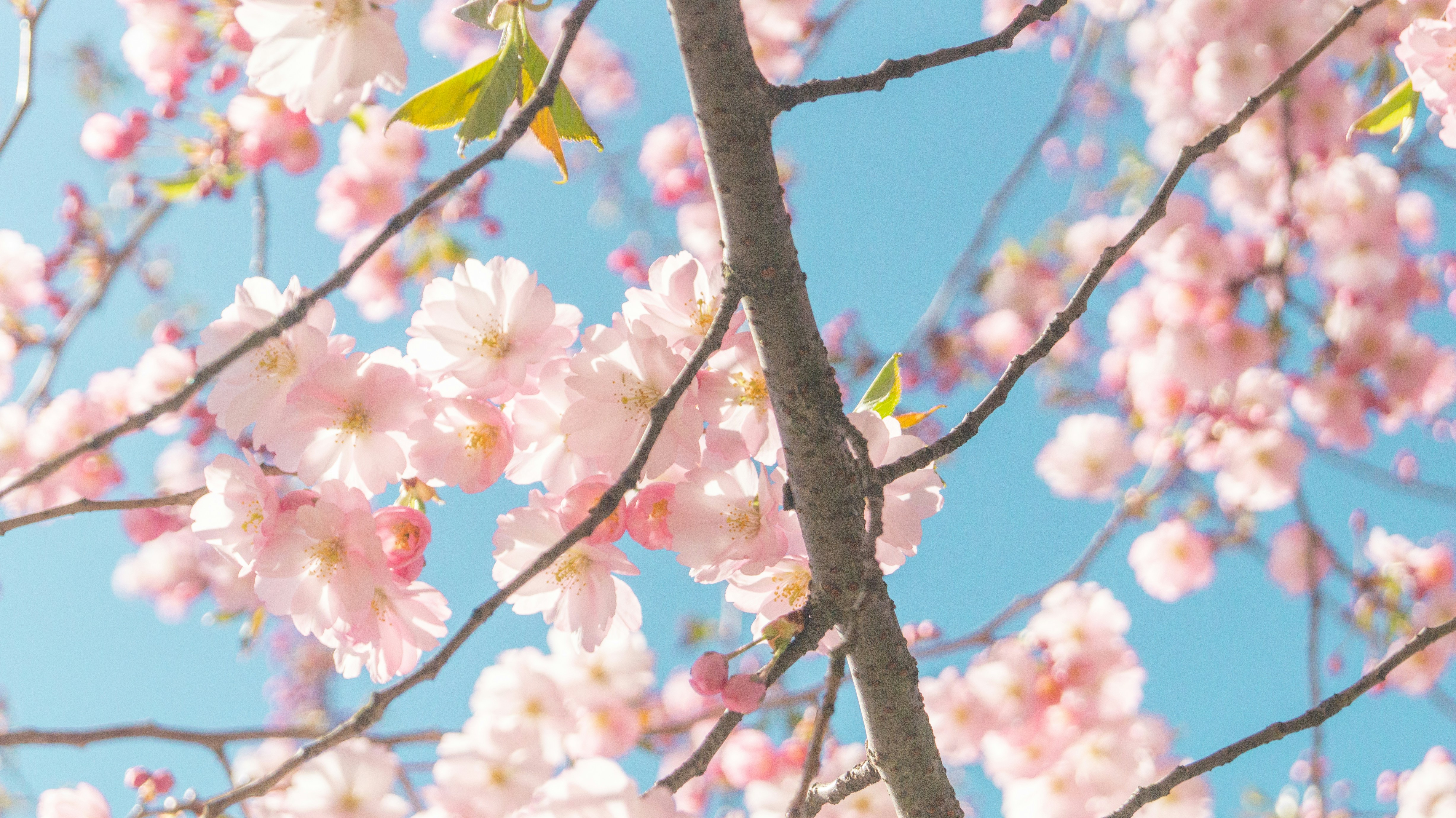 Photo by alenakalashmatina