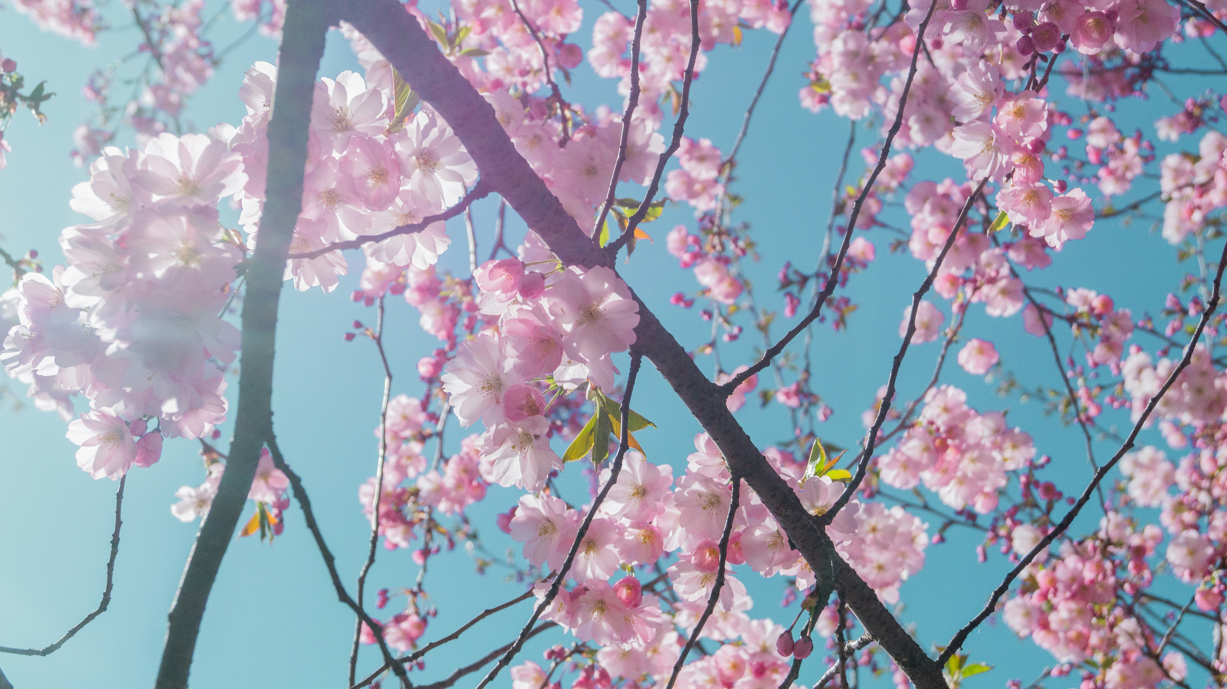 pink flowers are blooming on the branches of a tree