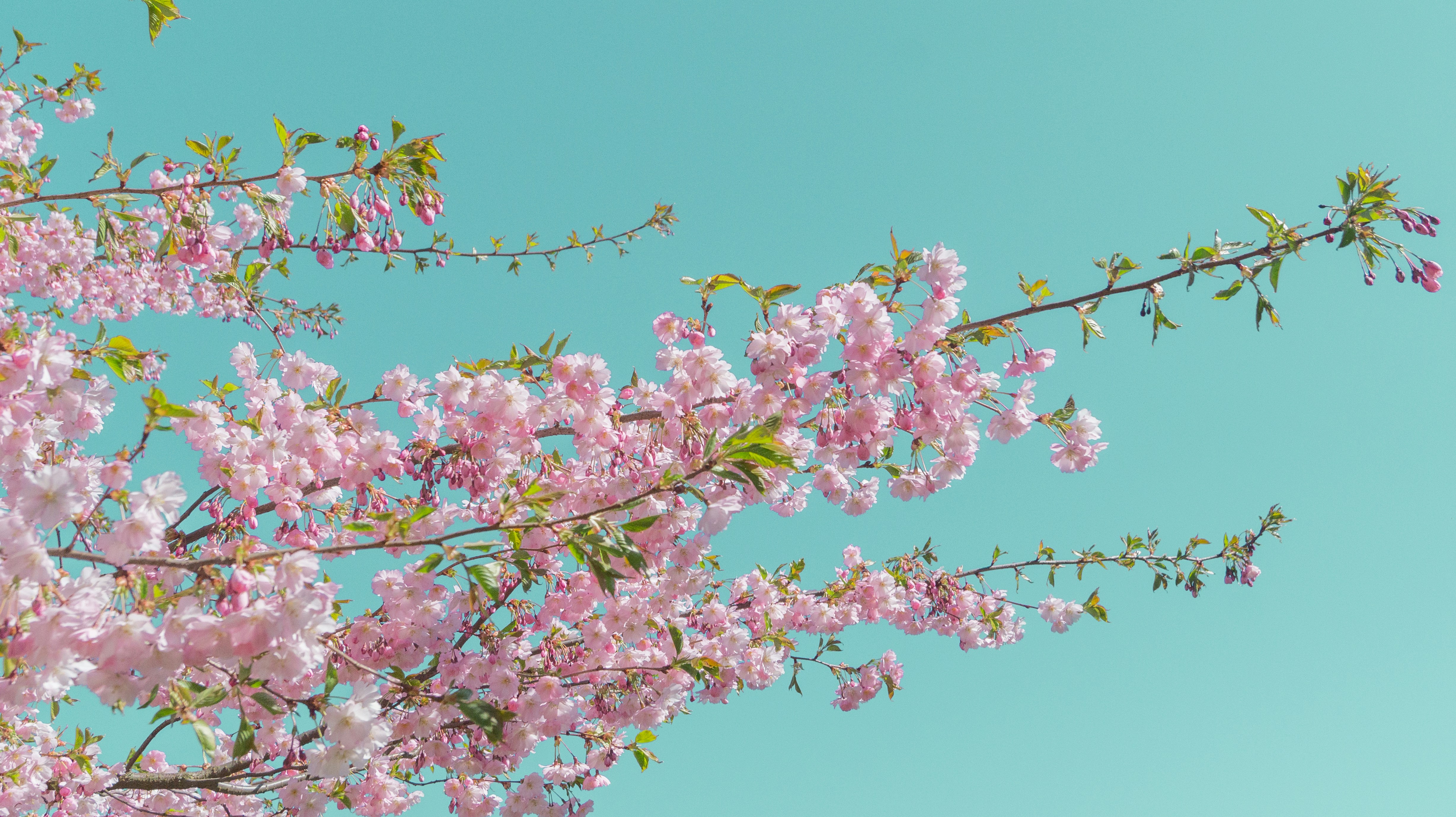 Photo by alenakalashmatina