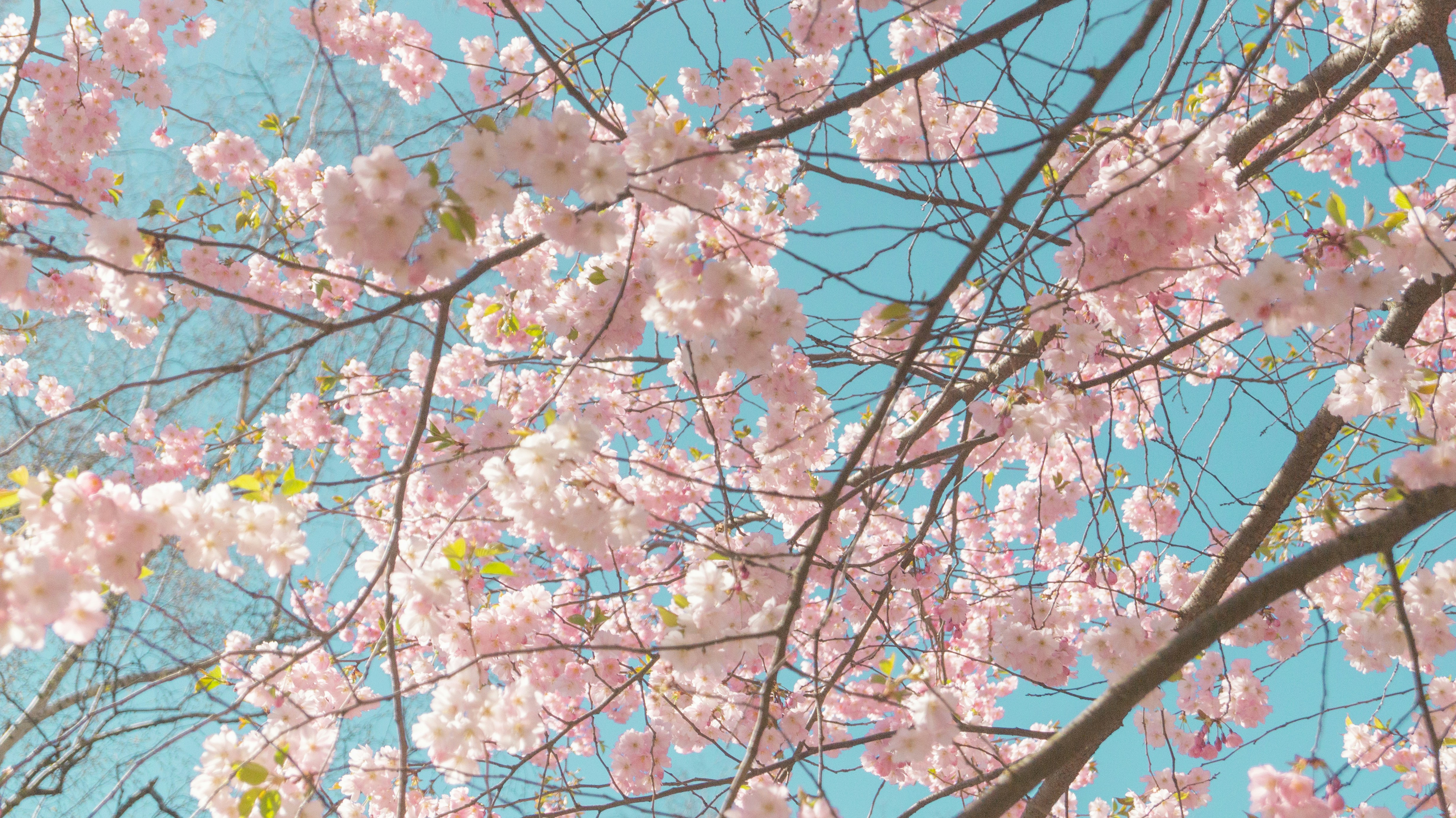 Photo by alenakalashmatina