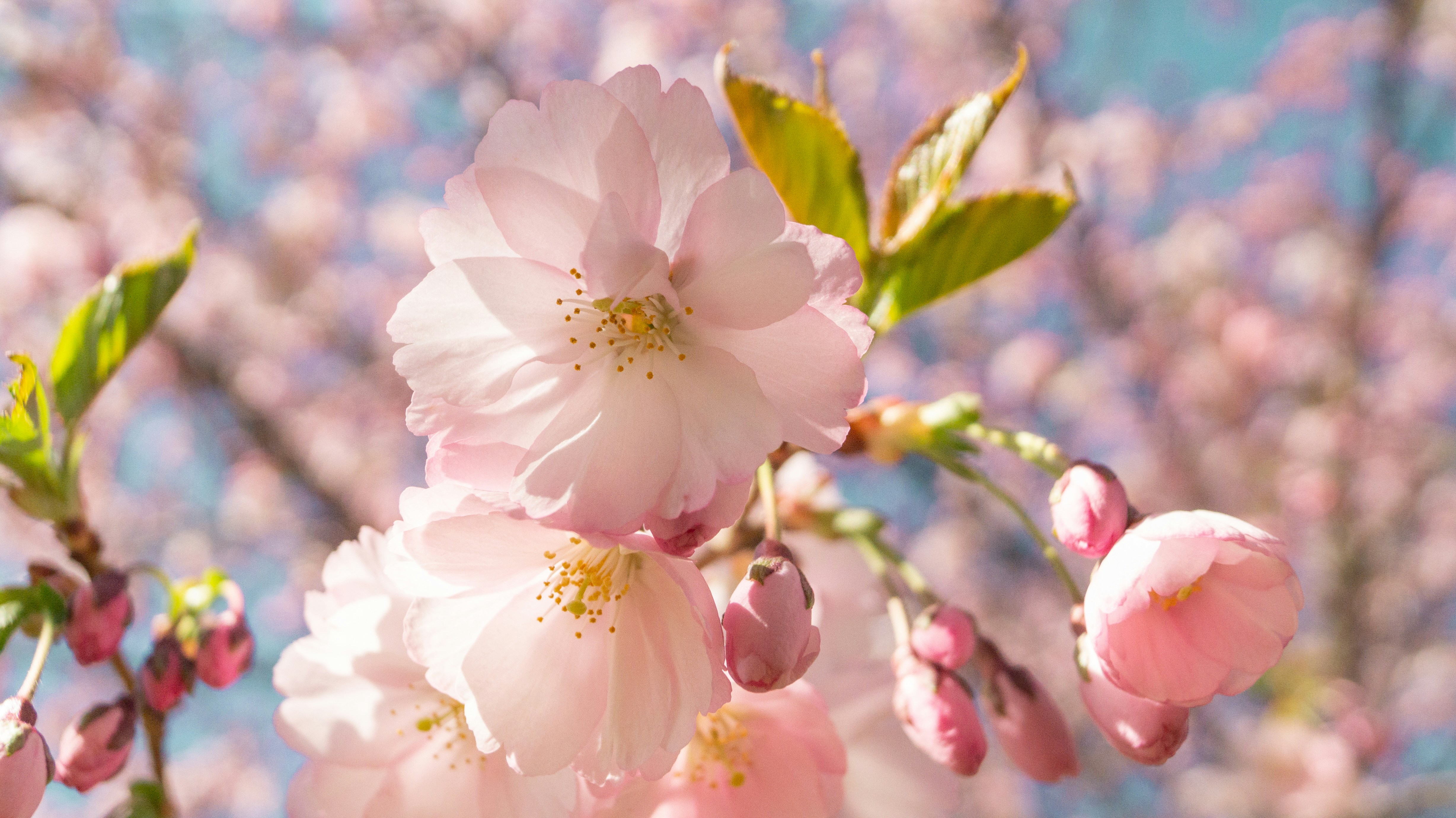 Photo by alenakalashmatina