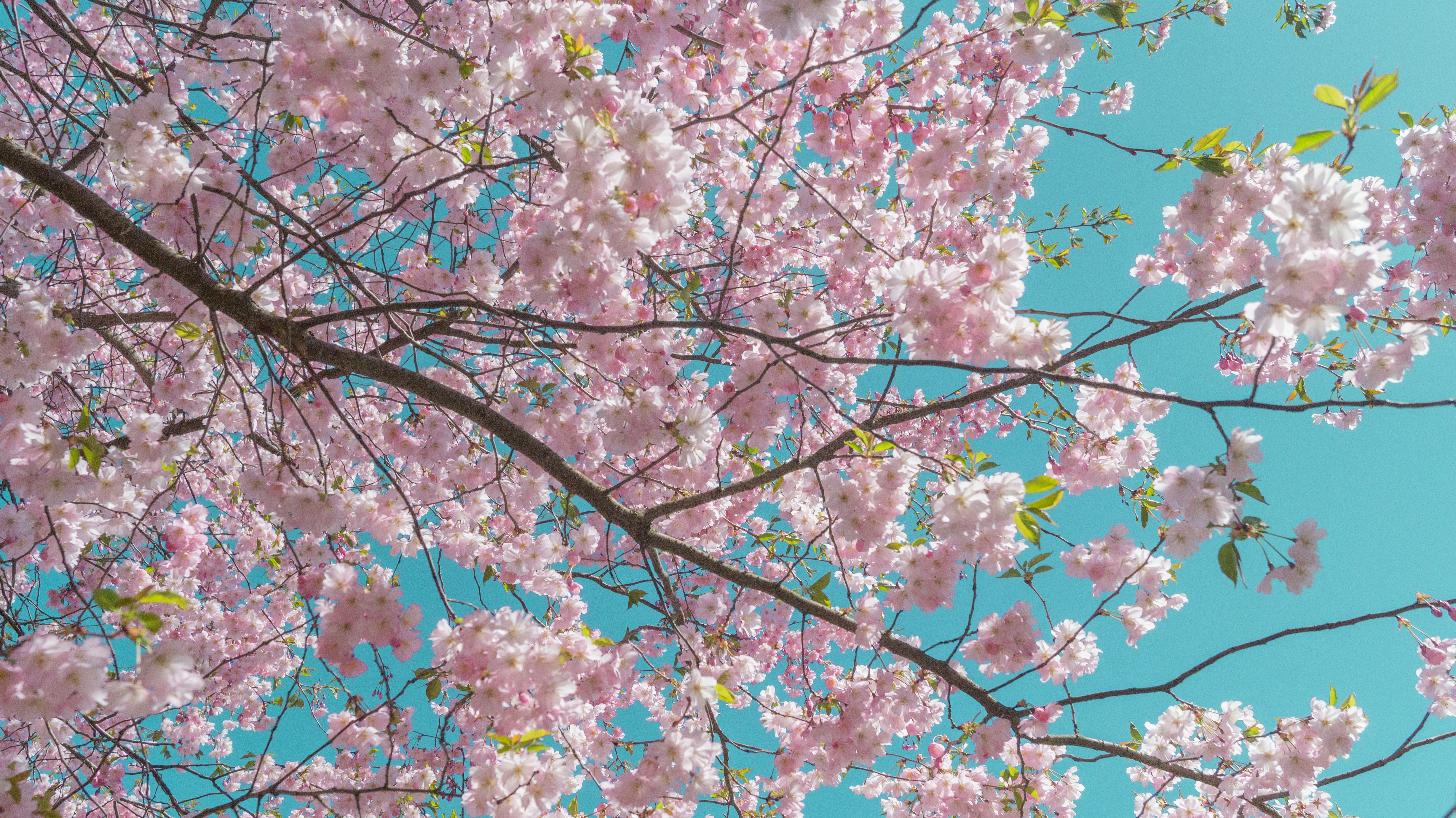 Photo by alenakalashmatina