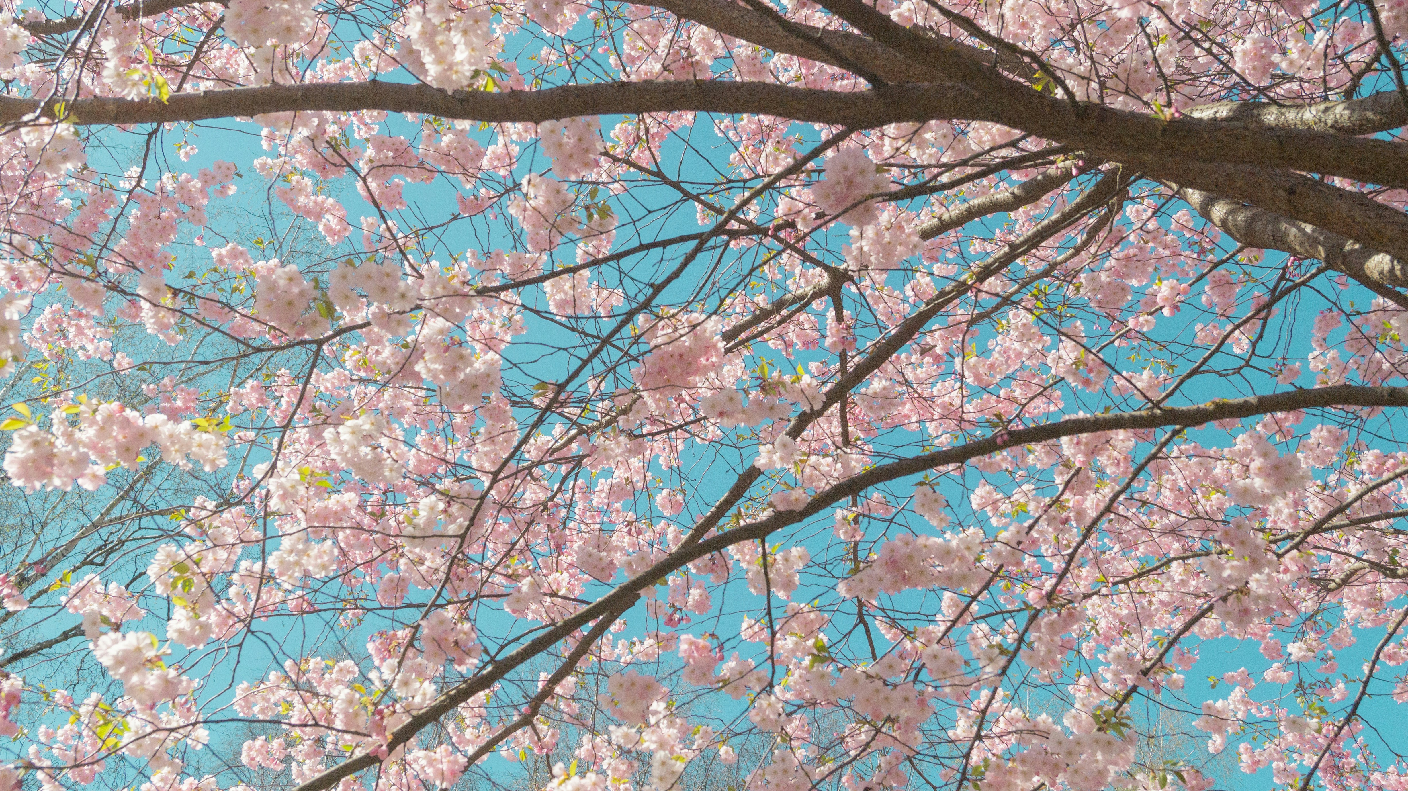 Photo by alenakalashmatina