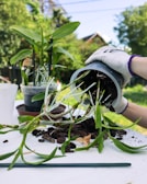 A person wearing white gardening gloves is repotting a green plant with long leaves and visible roots. The plant is being transferred from a black pot onto a white surface, with soil and bark scattered around. There is another potted plant next to it, and the scene is set in an outdoor garden with greenery in the background.