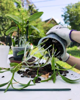 Gardener carefully dividing and transplanting healthy green plants.