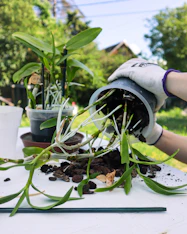 A workshop attendee carefully repotting an orchid.