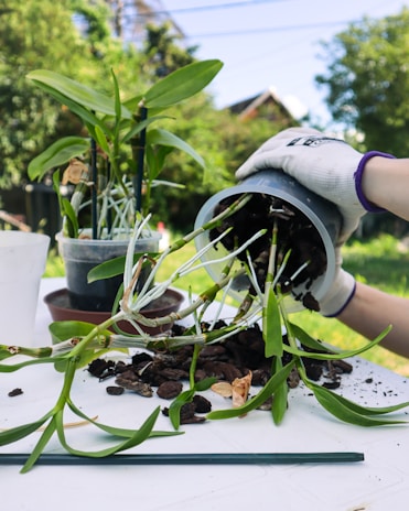 A person wearing white gardening gloves is repotting a green plant with long leaves and visible roots. The plant is being transferred from a black pot onto a white surface, with soil and bark scattered around. There is another potted plant next to it, and the scene is set in an outdoor garden with greenery in the background.