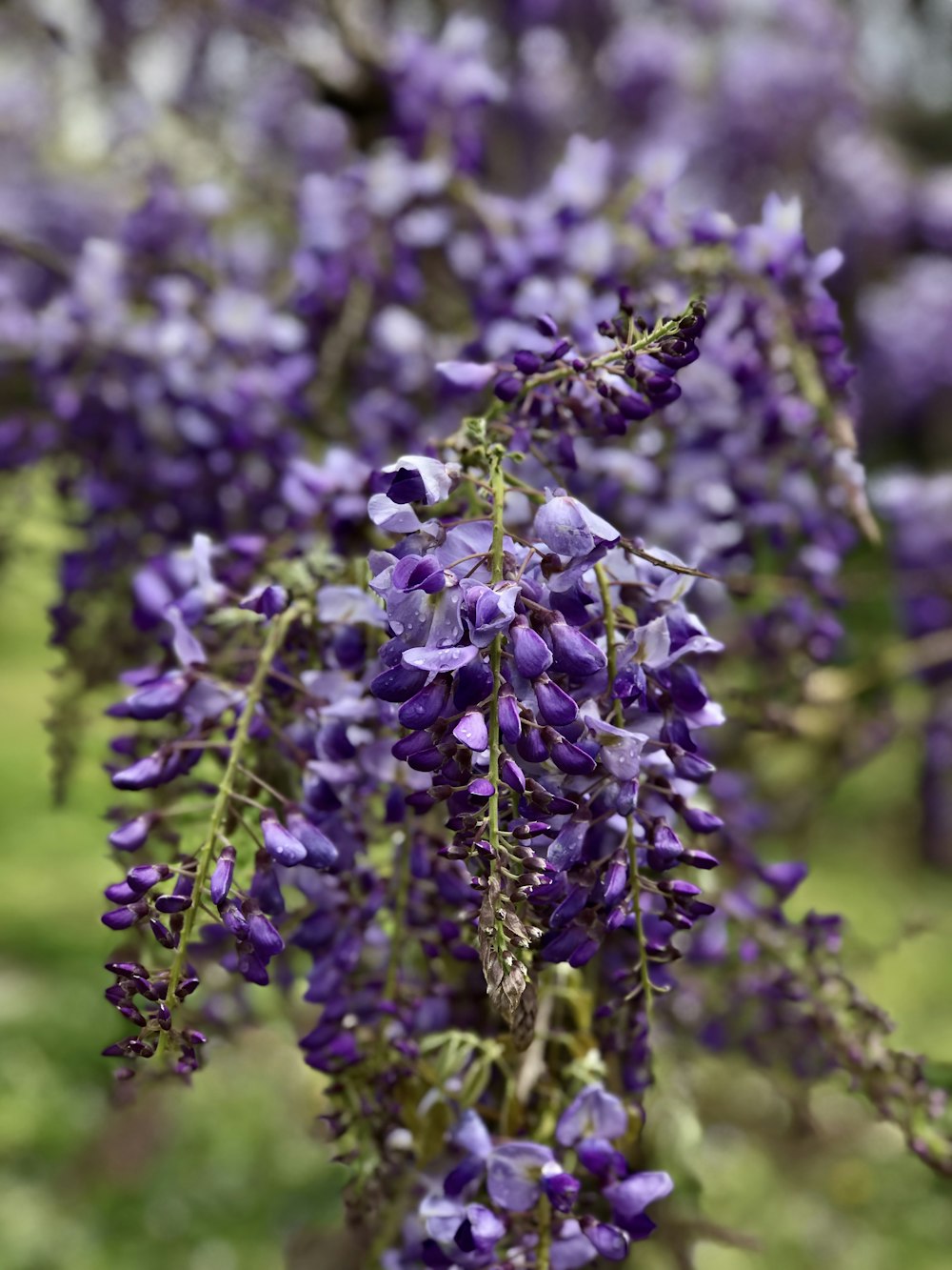 a bunch of purple flowers hanging from a tree