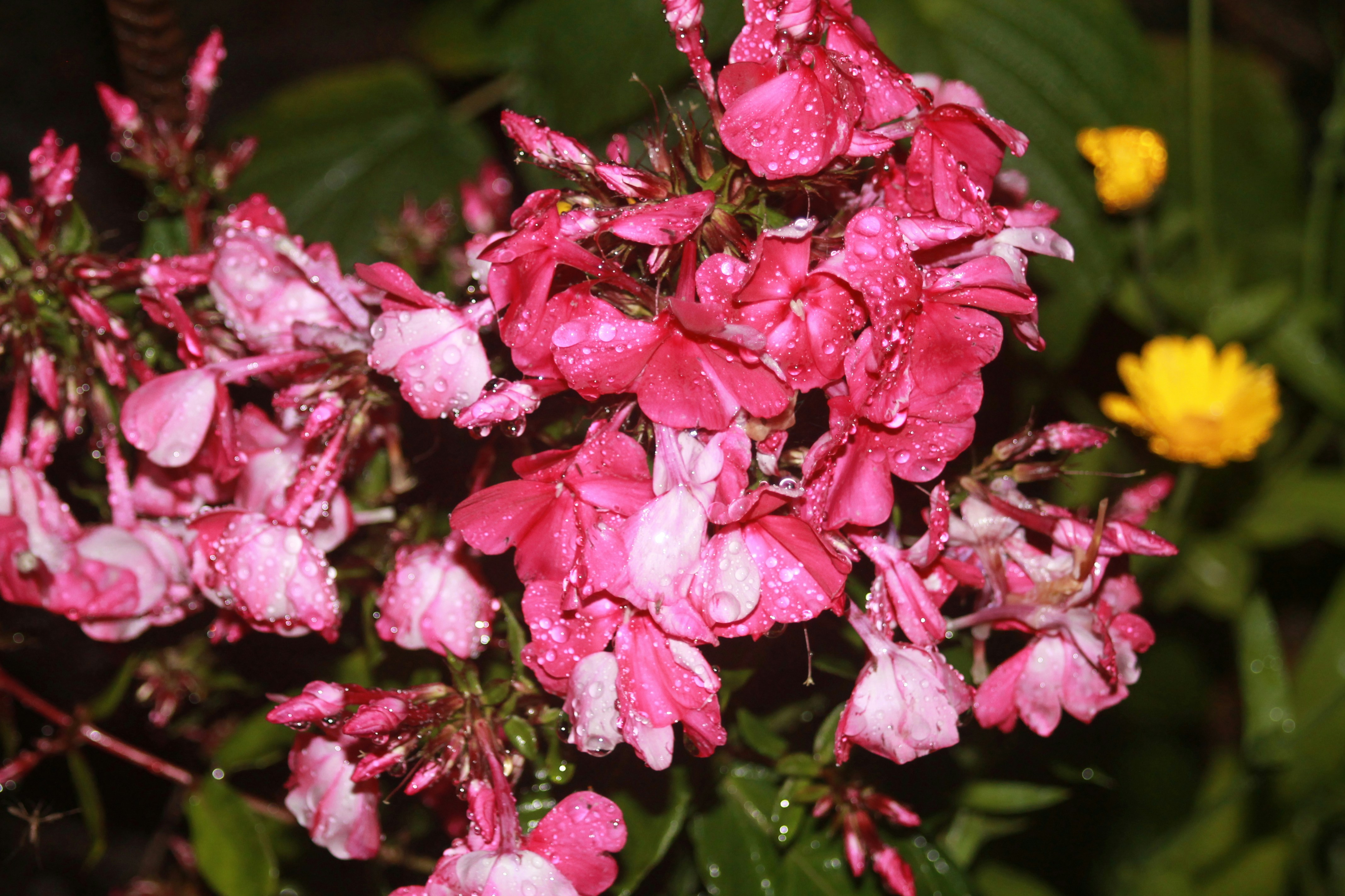 Understanding THCA Flower Potency and How Same Day Effects Occur