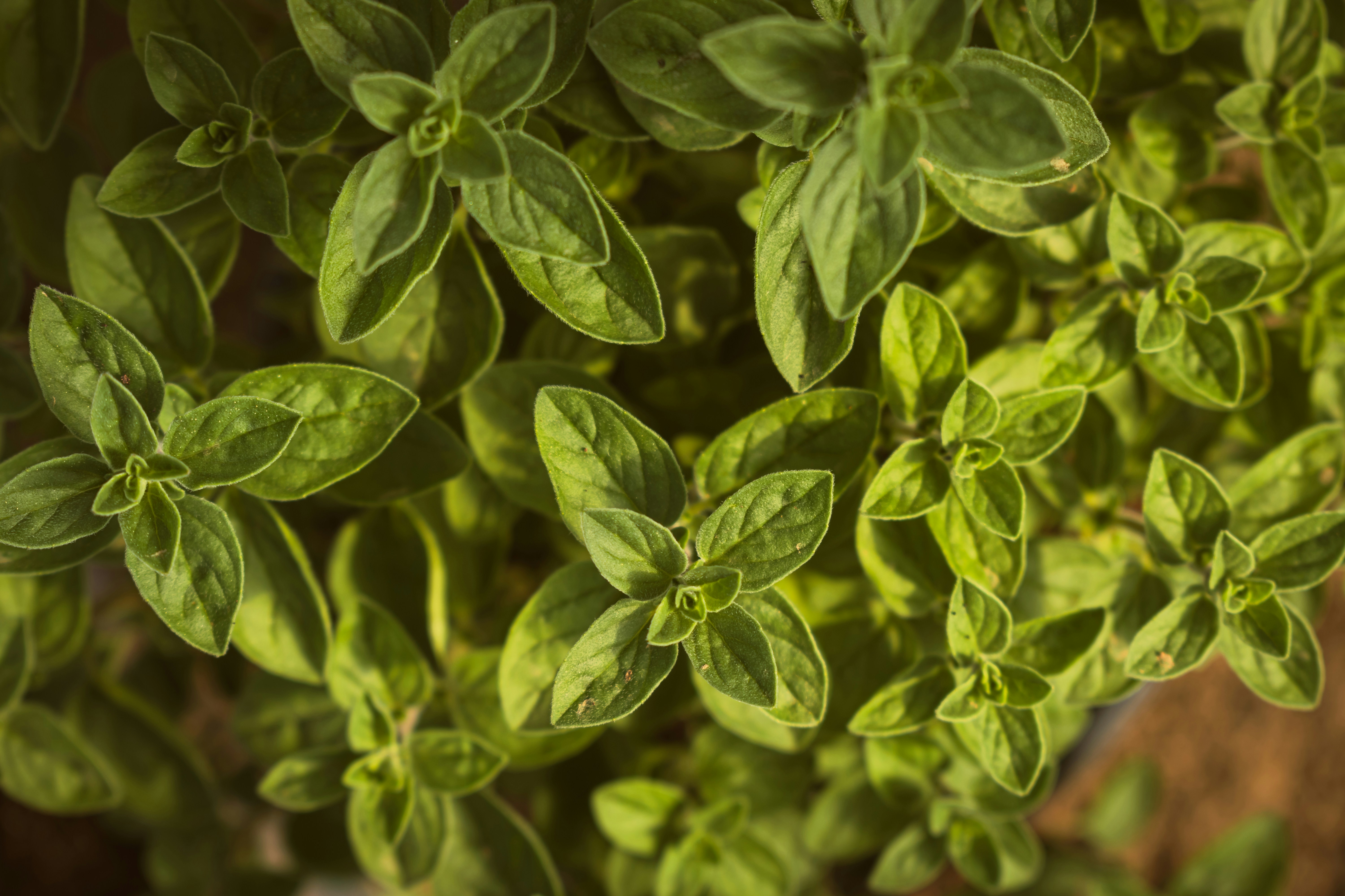 A close up of a bunch of green leaves