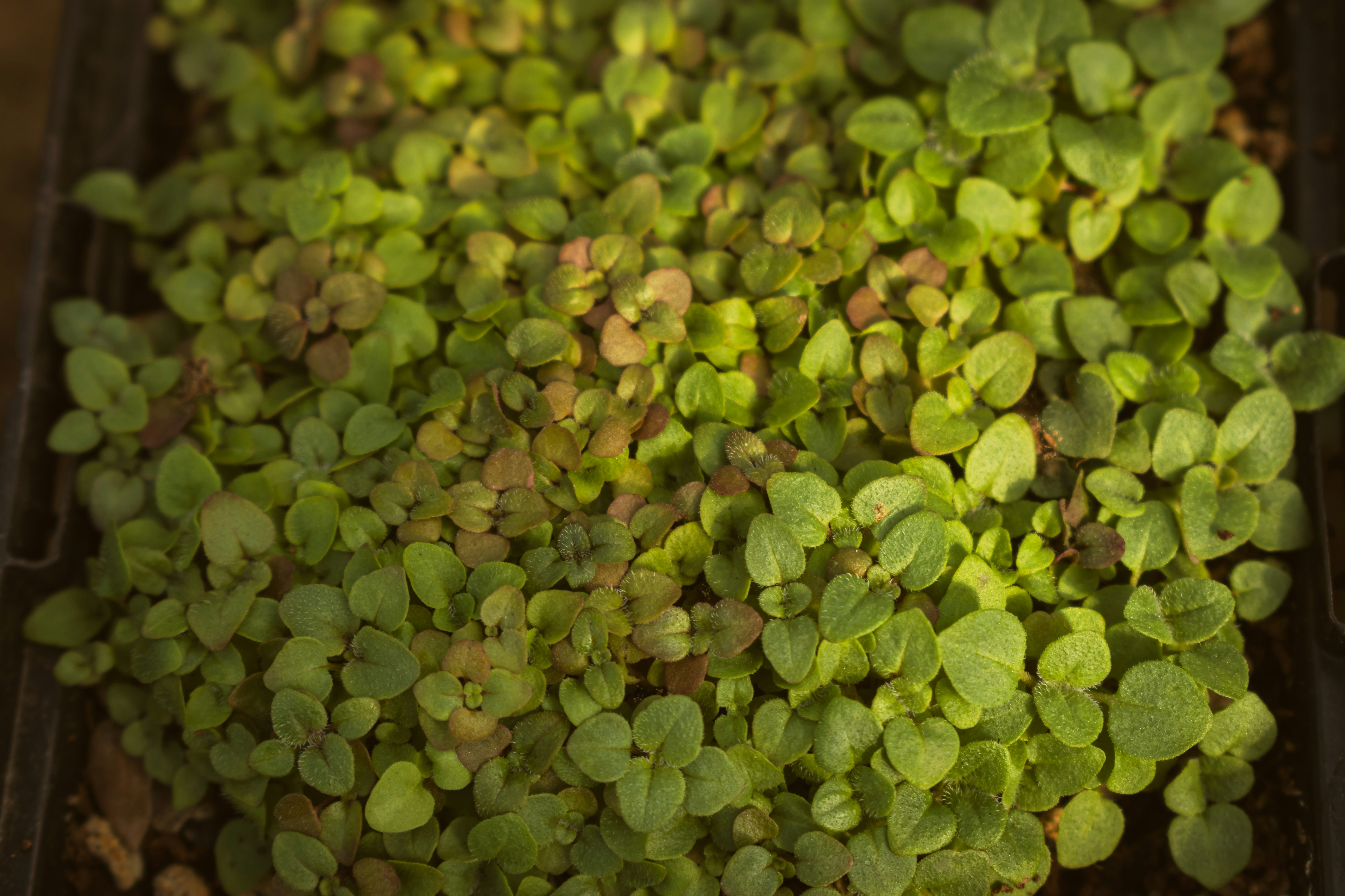 A close up of a tray of plants
