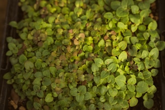 A multitude of small green seedlings densely packed together in a rectangular container, with some displaying hints of reddish hues. The lighting creates a gentle play of shadows and highlights, giving texture to the tender leaves.