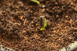 a close up of a plant with dirt on the ground