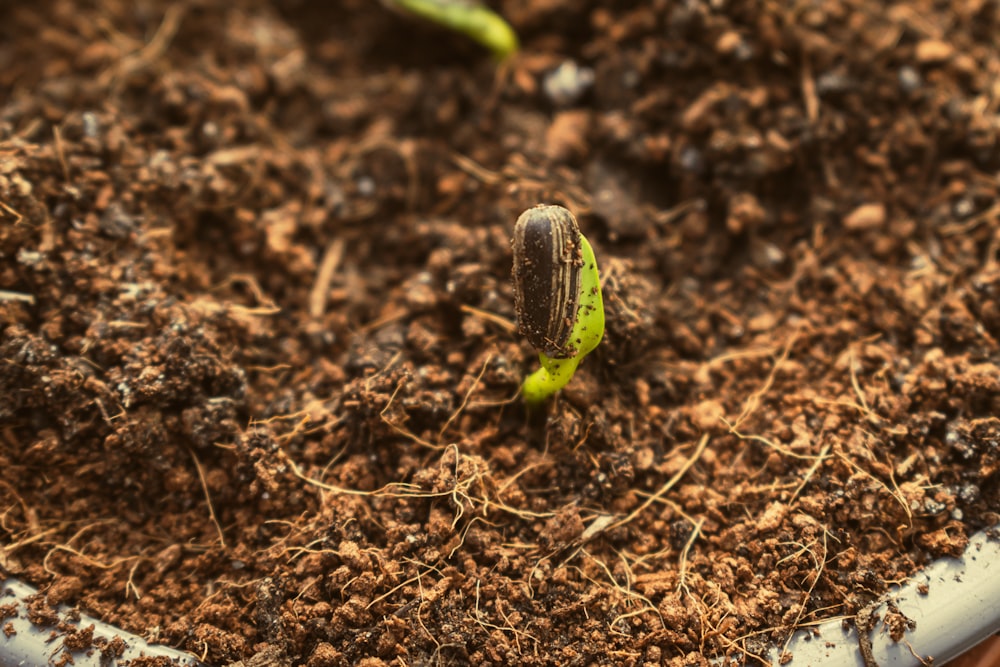 un gros plan d’une plante avec de la terre sur le sol