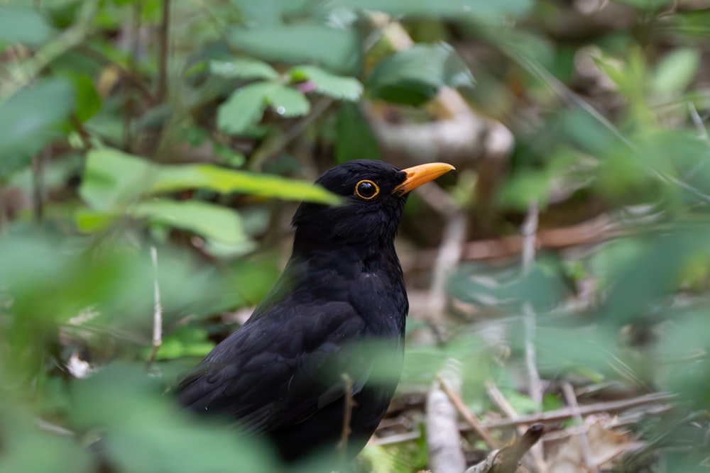 a black bird with an orange beak standing in the grass